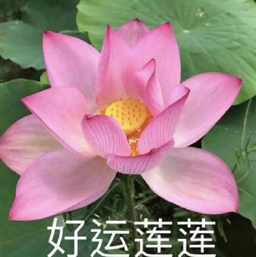 晓珍日日好物分享