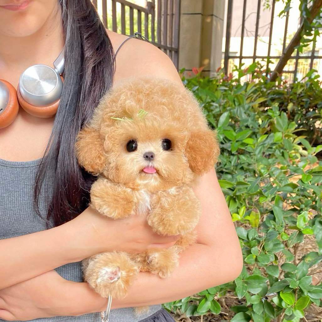 萌小小甜狗