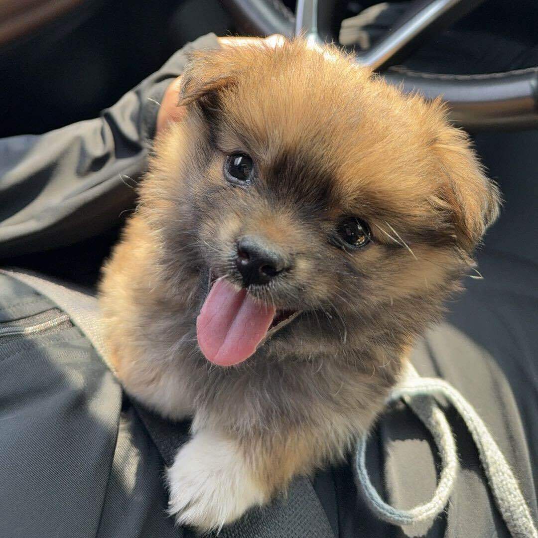 田园犬来财呀