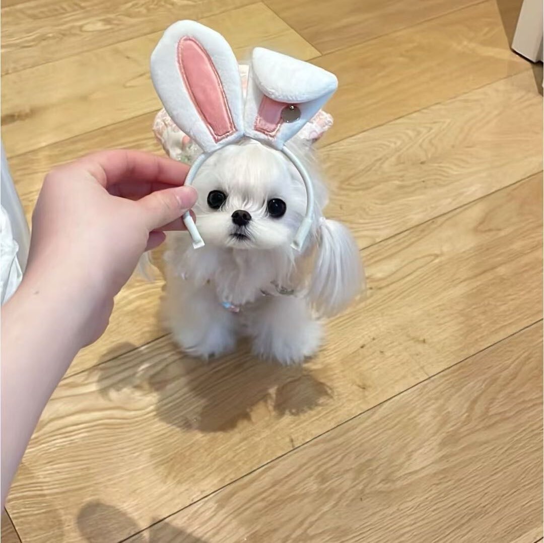 阿萌学姐momo