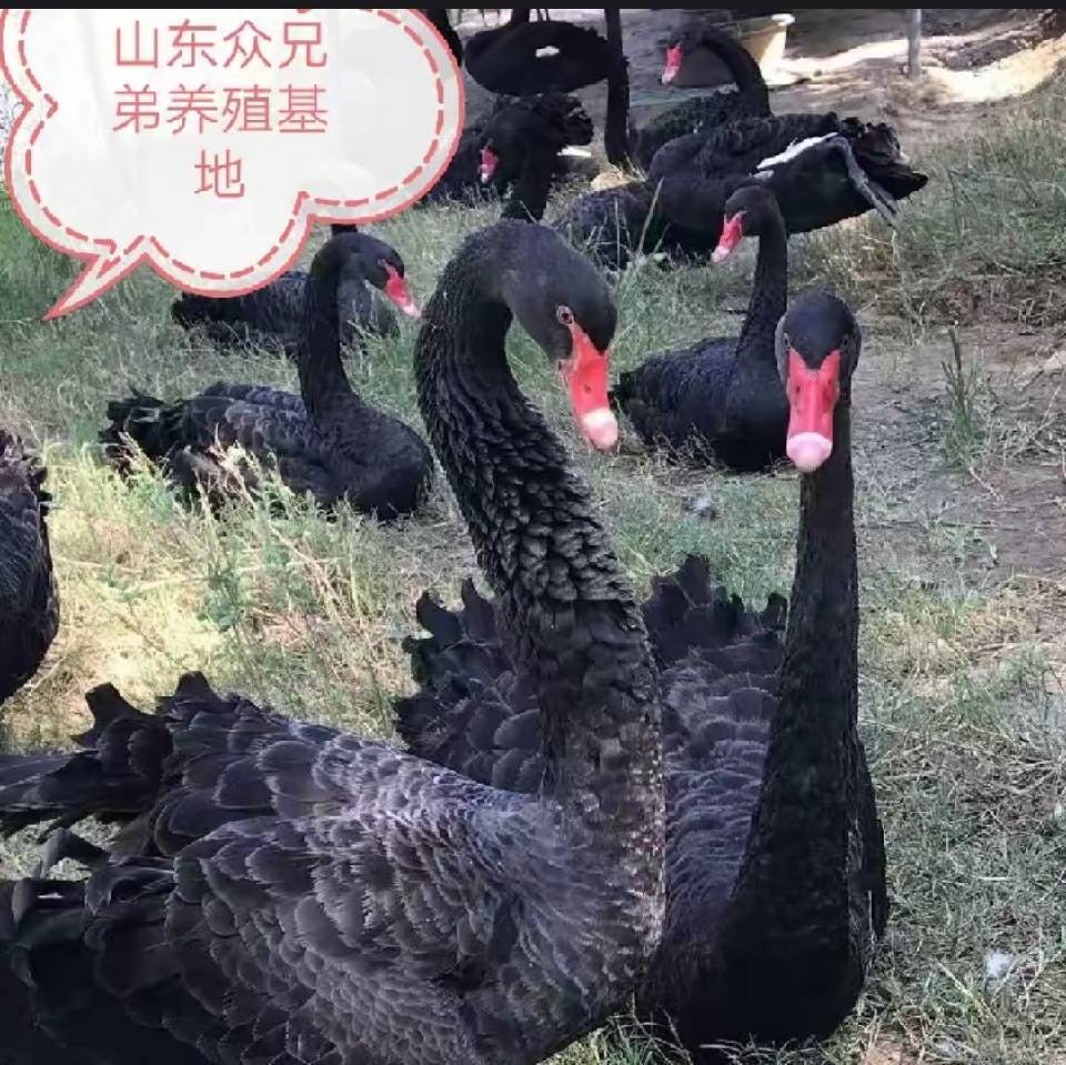 嘉冉萌宠养殖