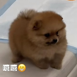 吗喽老二