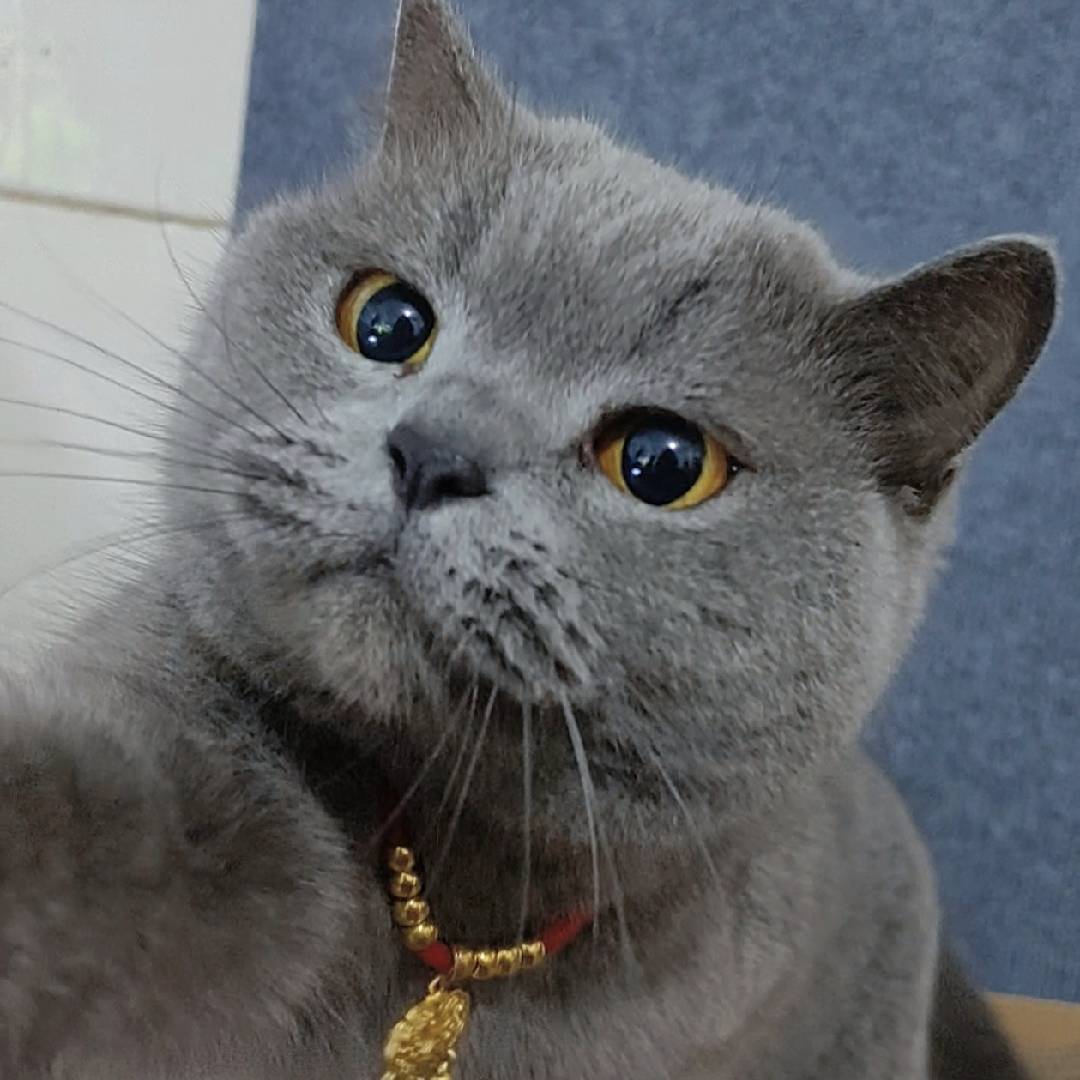 呆呆豆芽酱