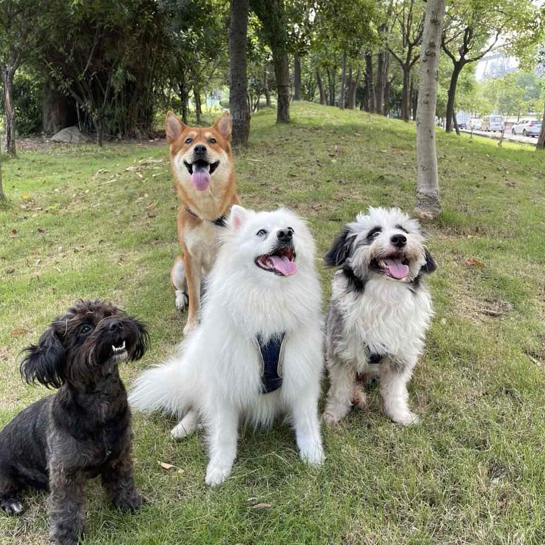 狗界F4