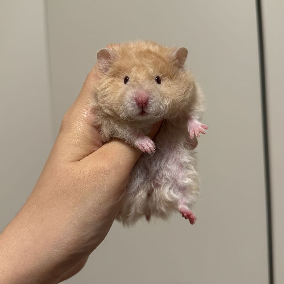 香辣鸡腿堡出熊