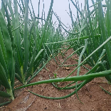 百亩田农业-小雨