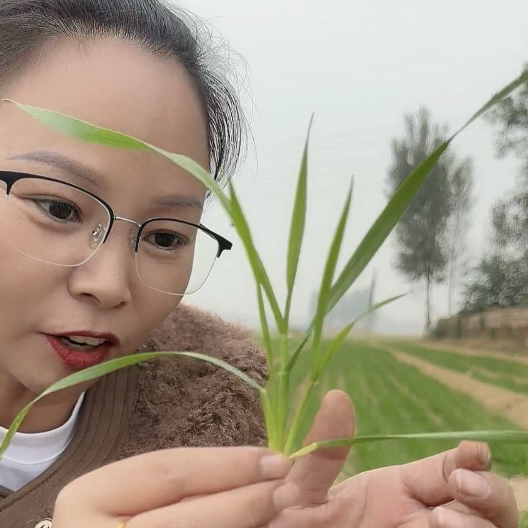 玉米姐讲小麦