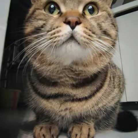 淑芬是只狸花猫