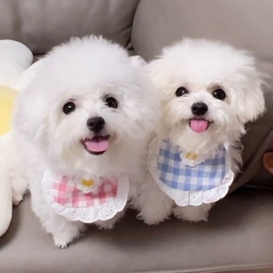 米粒儿泪痕克星萌宠之家