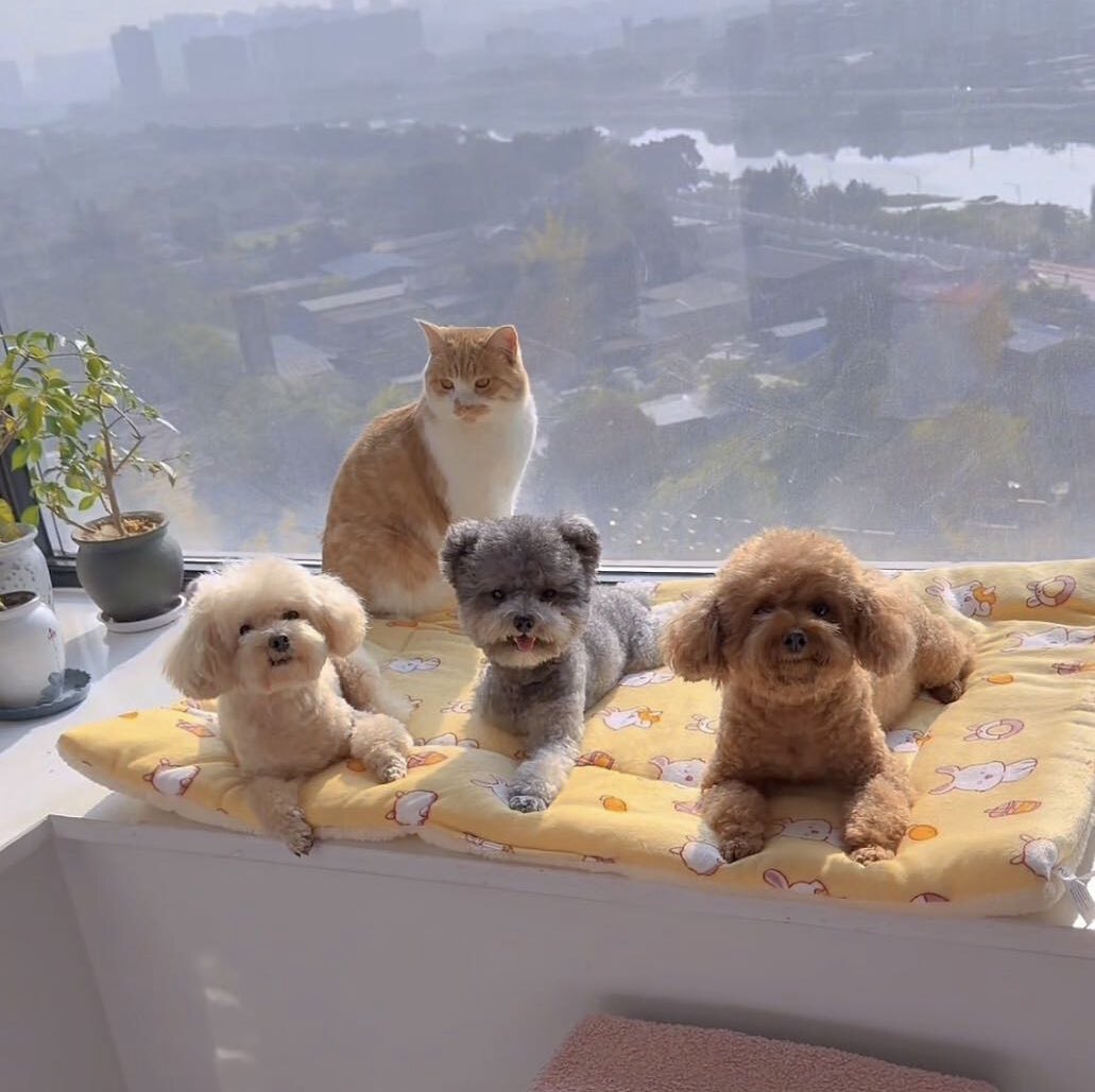 幸福萌宠四只小可爱