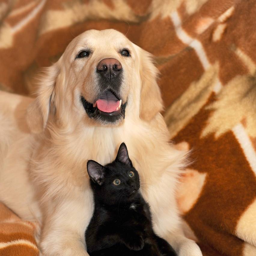 喵汪星人图书馆