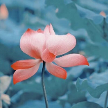 佛山爱跳舞的荷老师