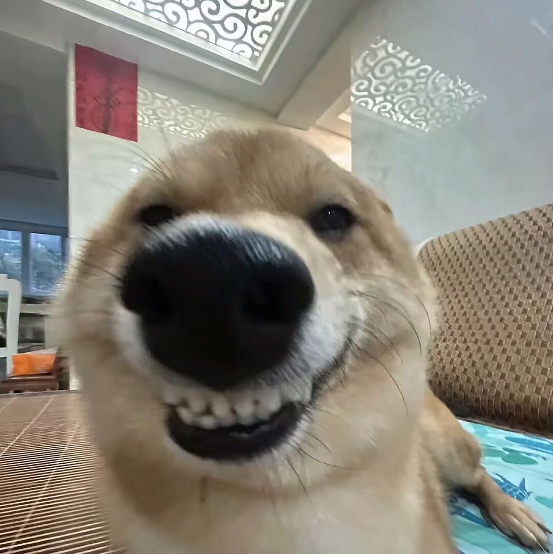 搞笑二狗呀