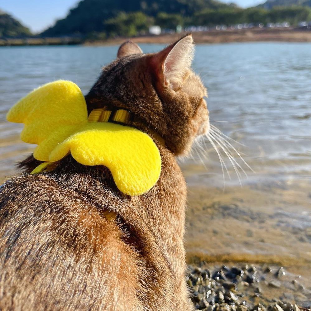 党参是只小猫咪