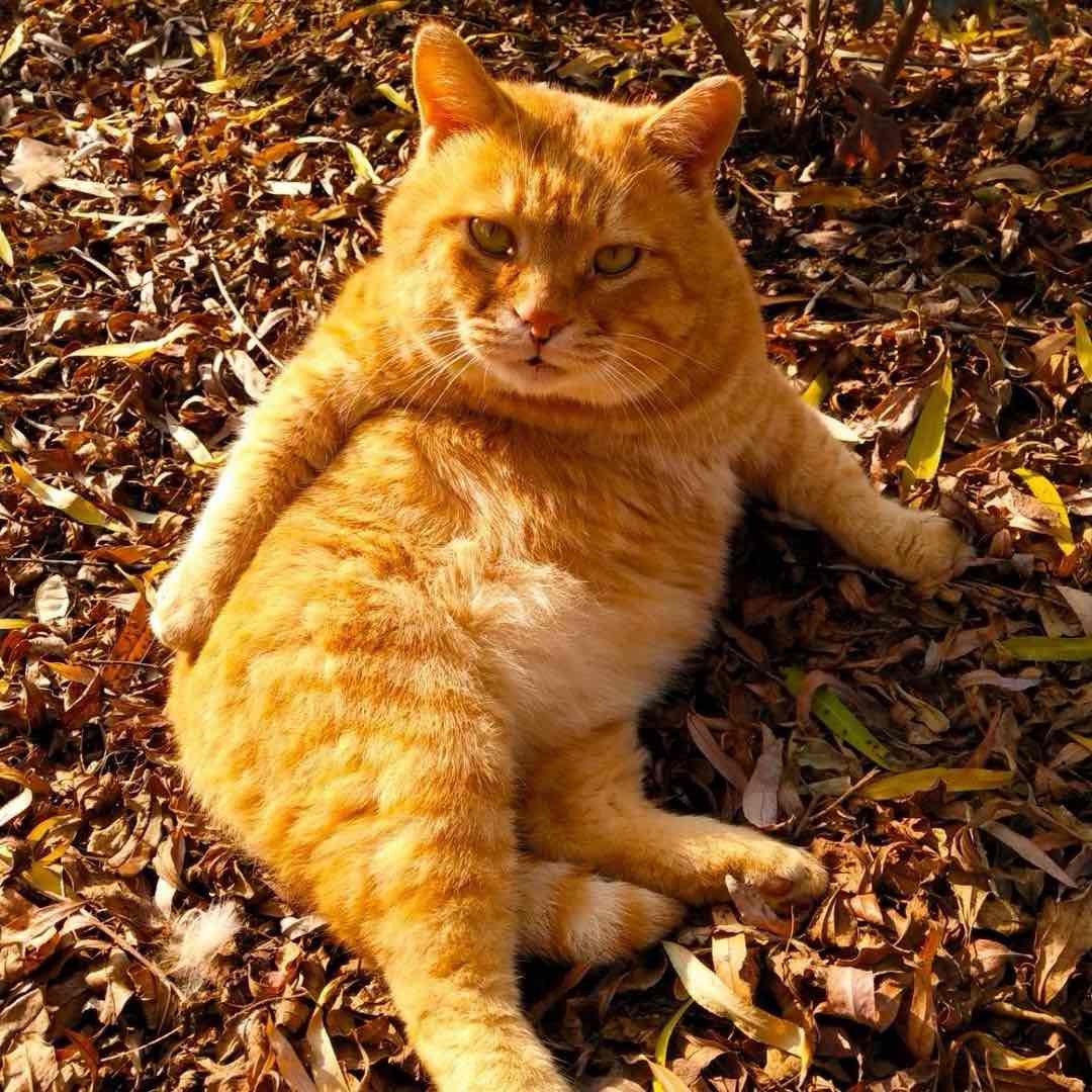 猫咪叫不苦