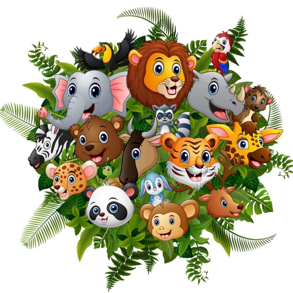 小锋解说动物世界