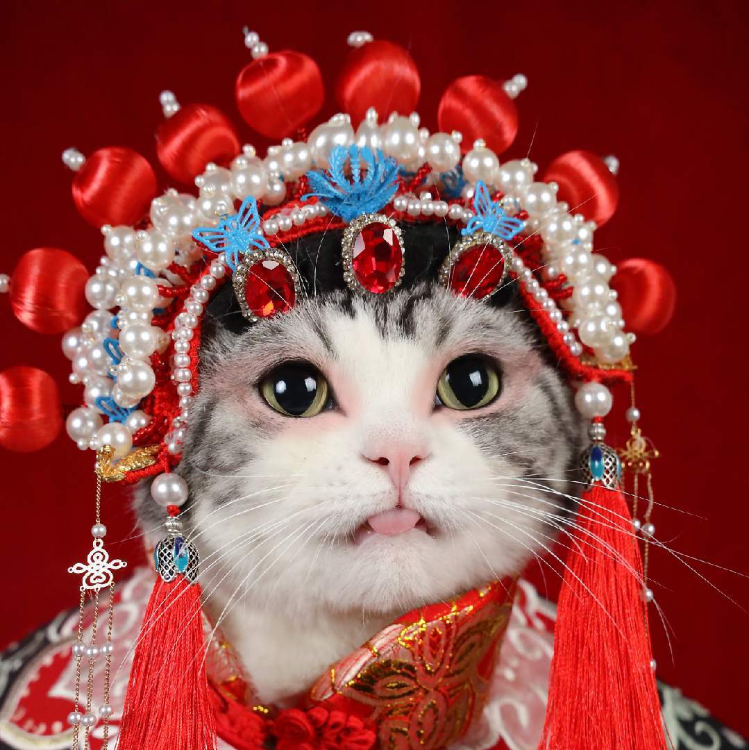 猫初攻略