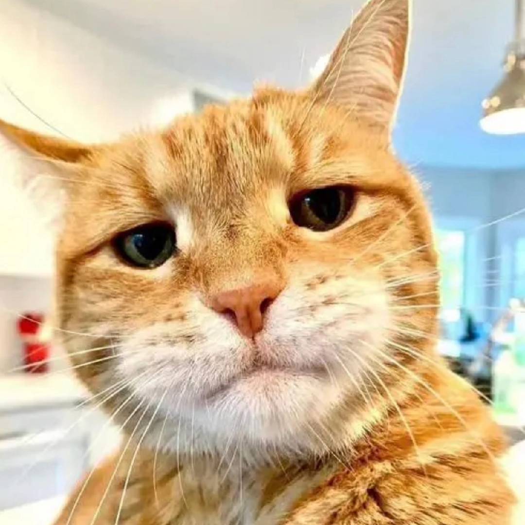 猫meme小可乐