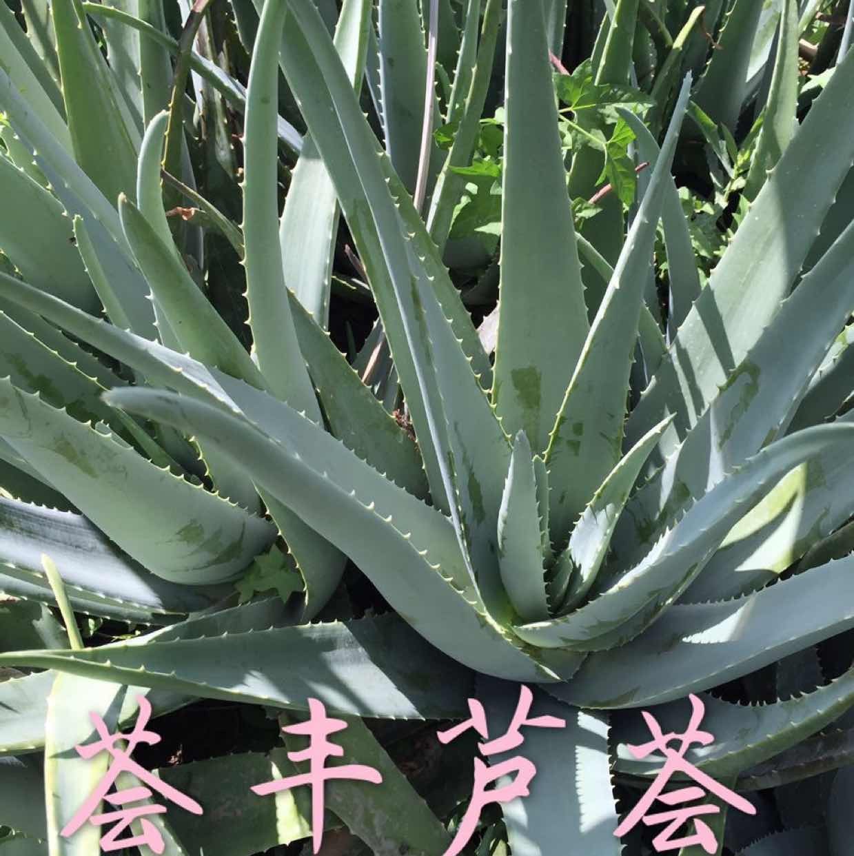 祝姐万亩芦荟庄园