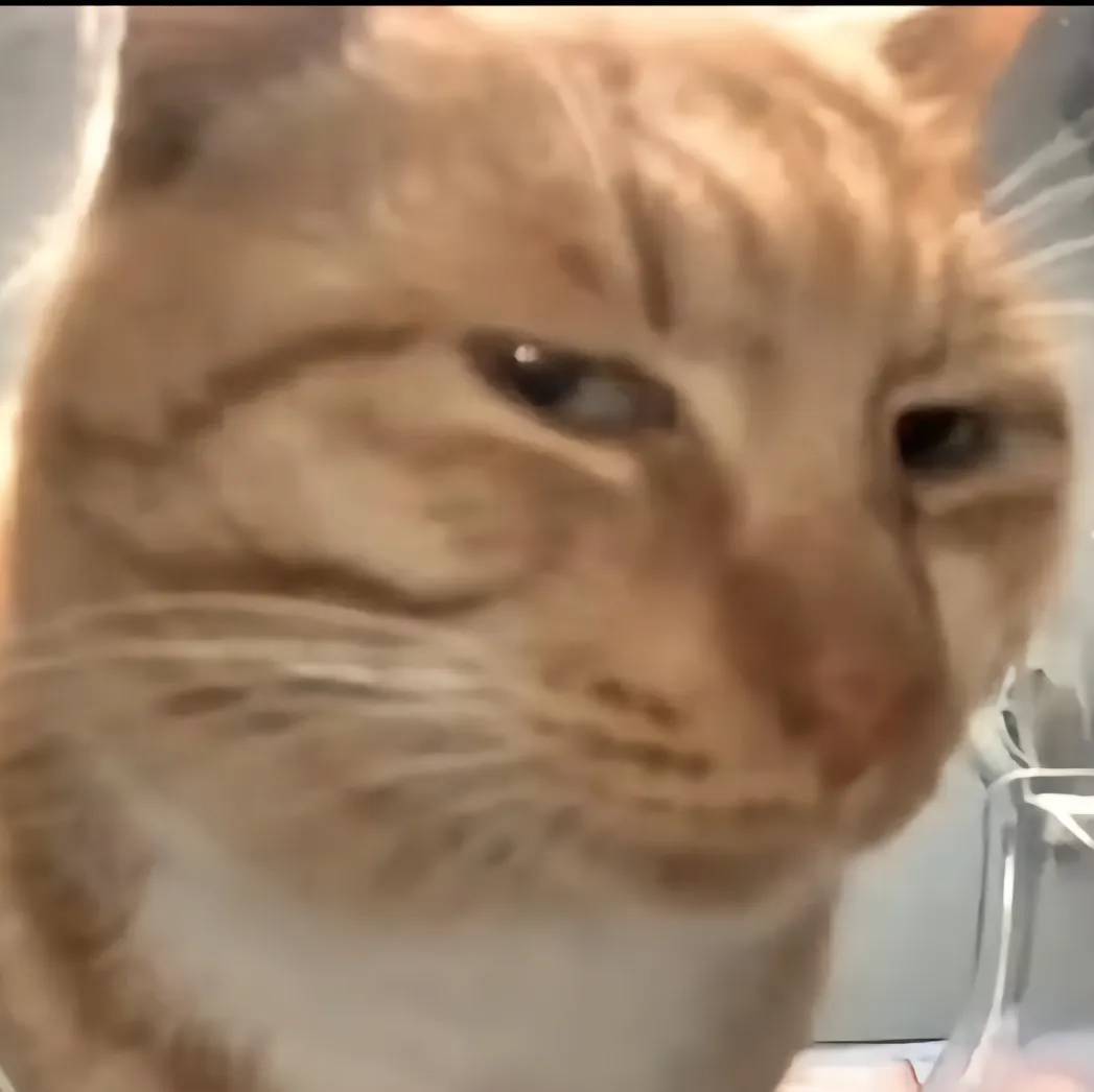猫meme剧场呀