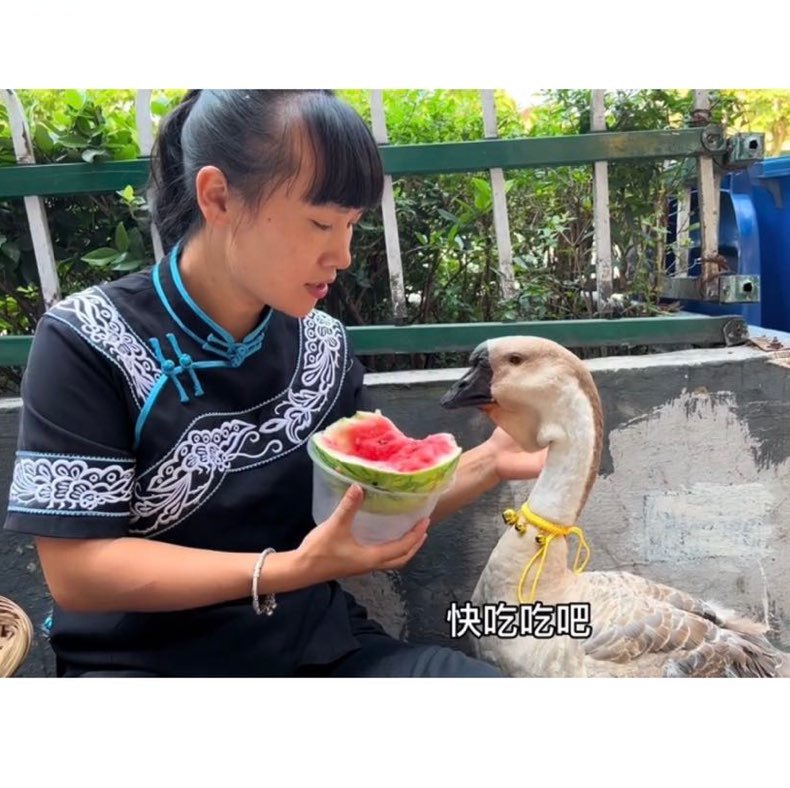 小妹阳和大鹅的农村生活