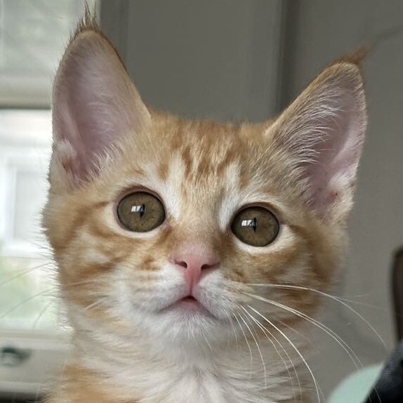 恶魔嘟嘟天使可可