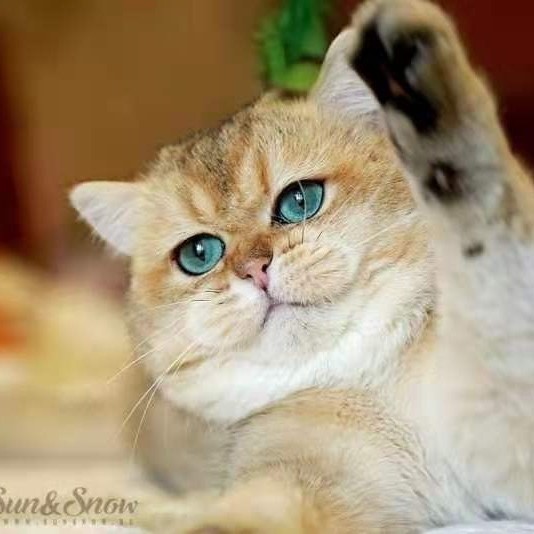 猫伊老爷