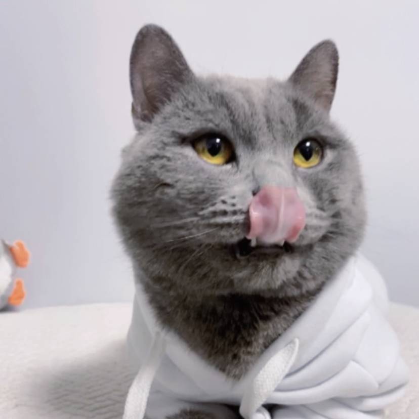 汤圆不喵发财喵