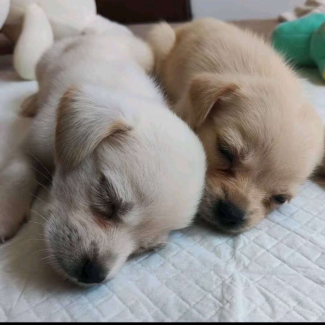 家有黄金和白金