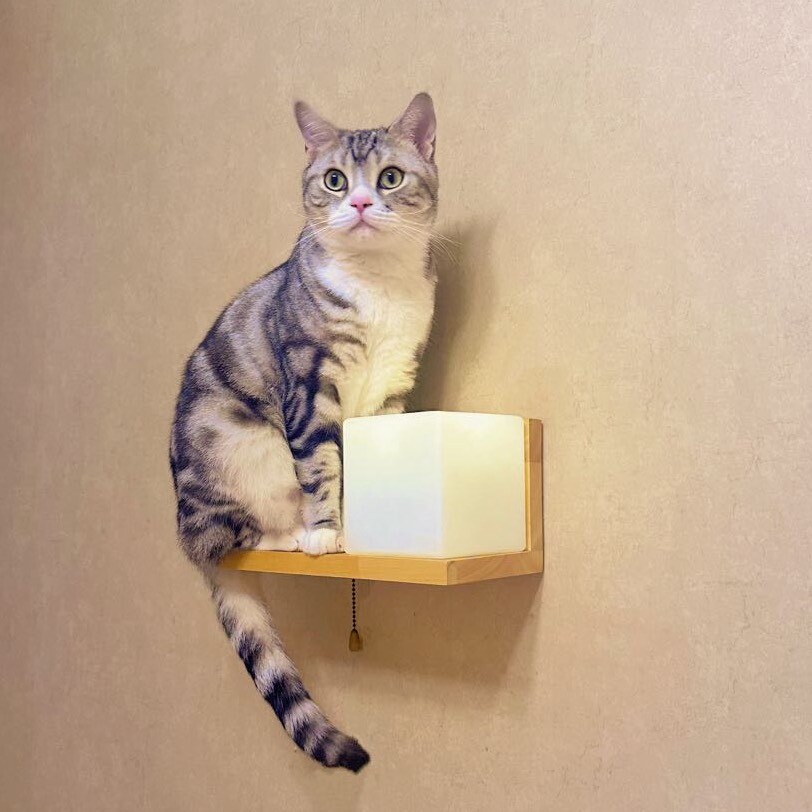 几颗猫猫糖
