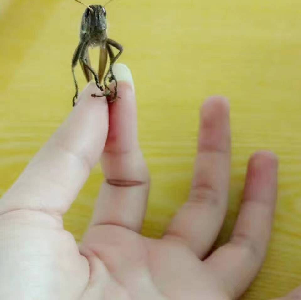 豆芽菜4106