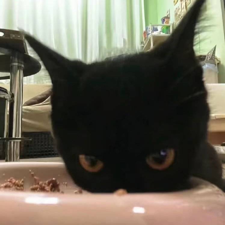 叫了个宠