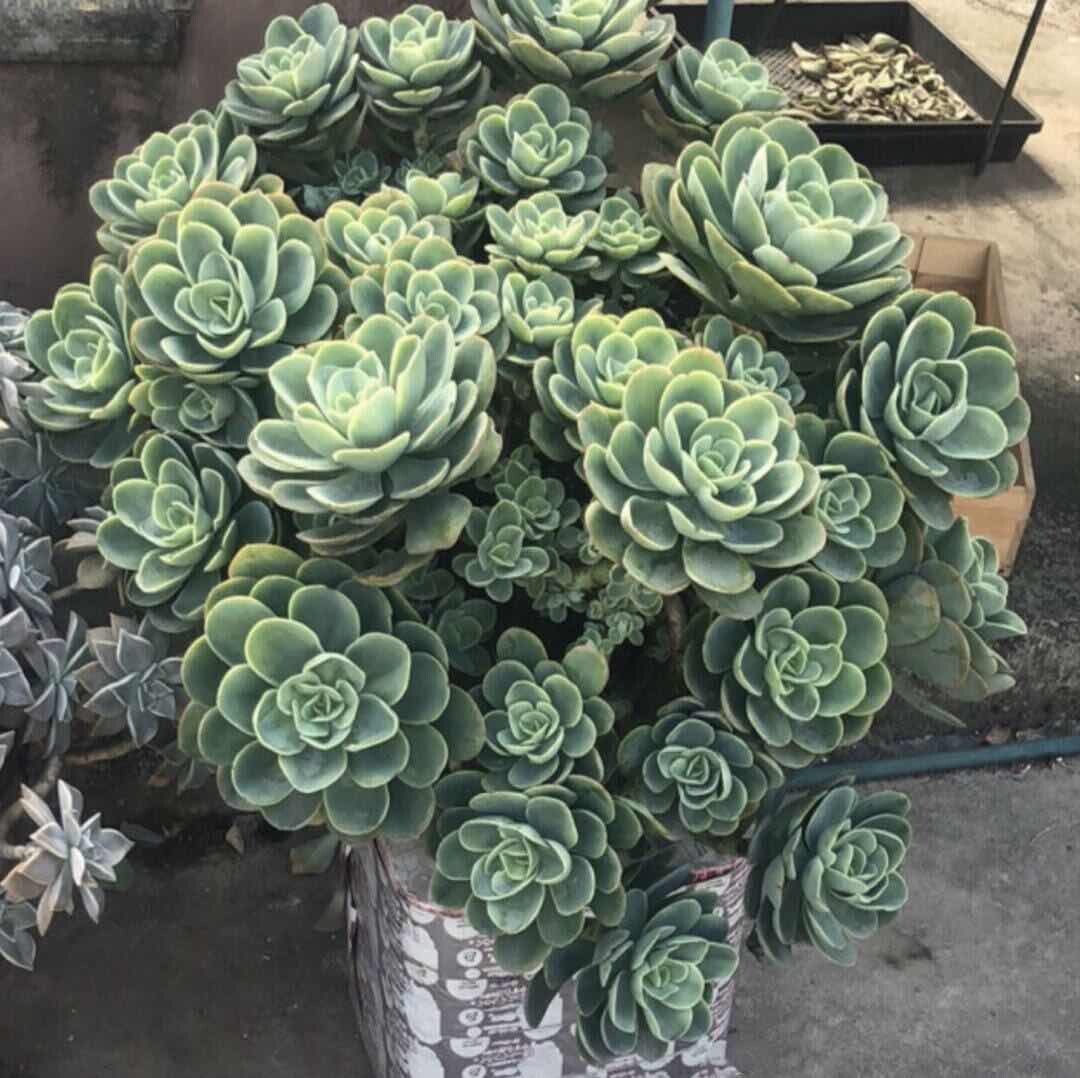 晴天花园2
