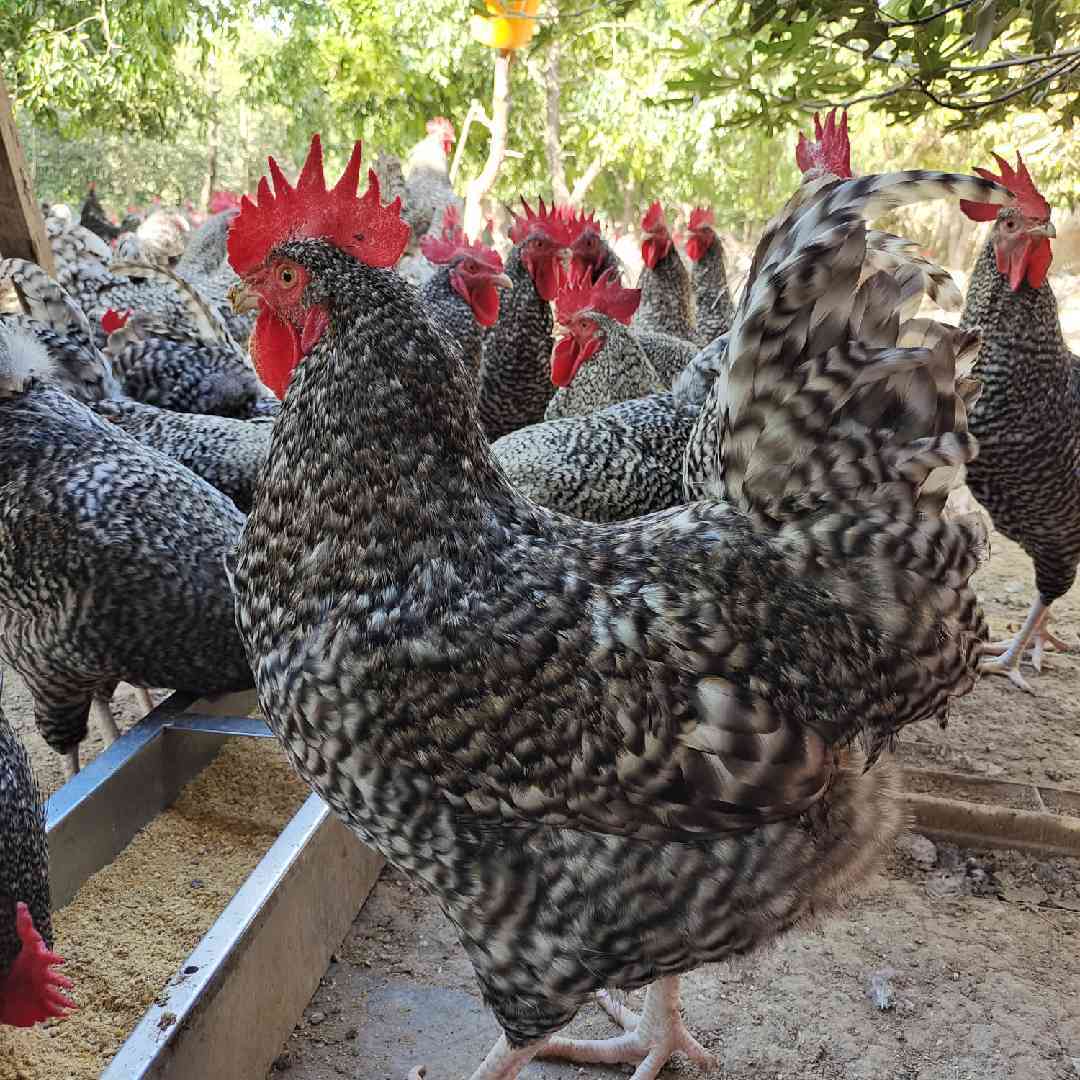 汶上生态芦花鸡