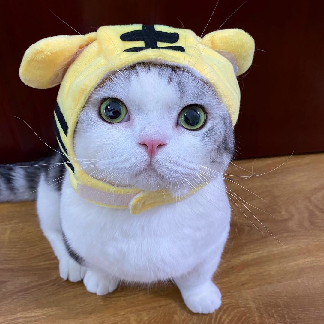 雪球日记