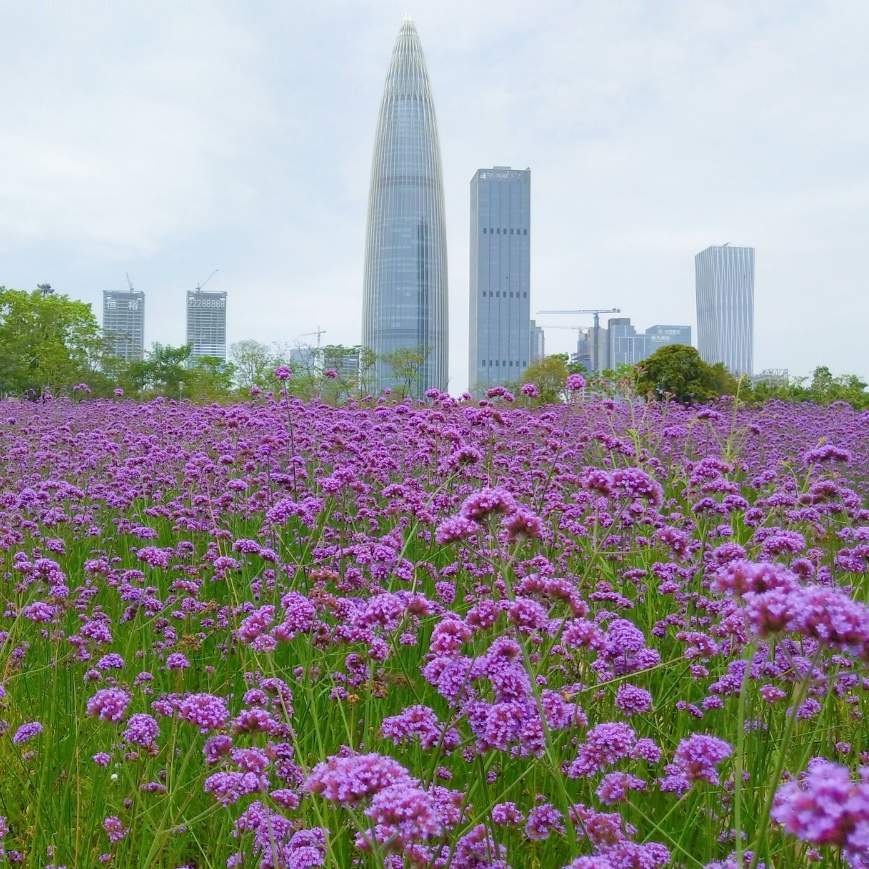 小明游深圳