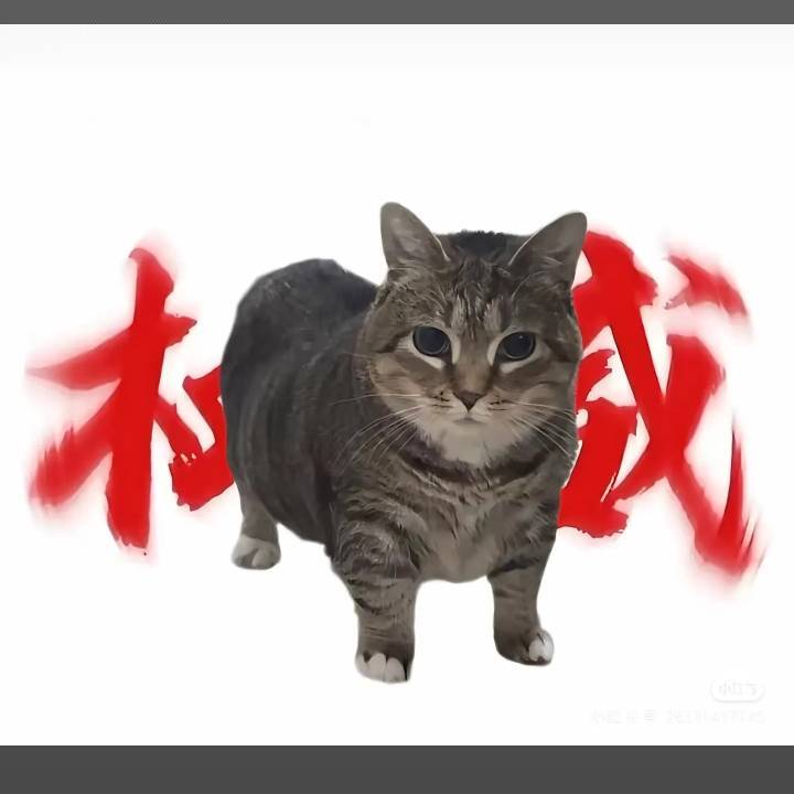 权威大猫123
