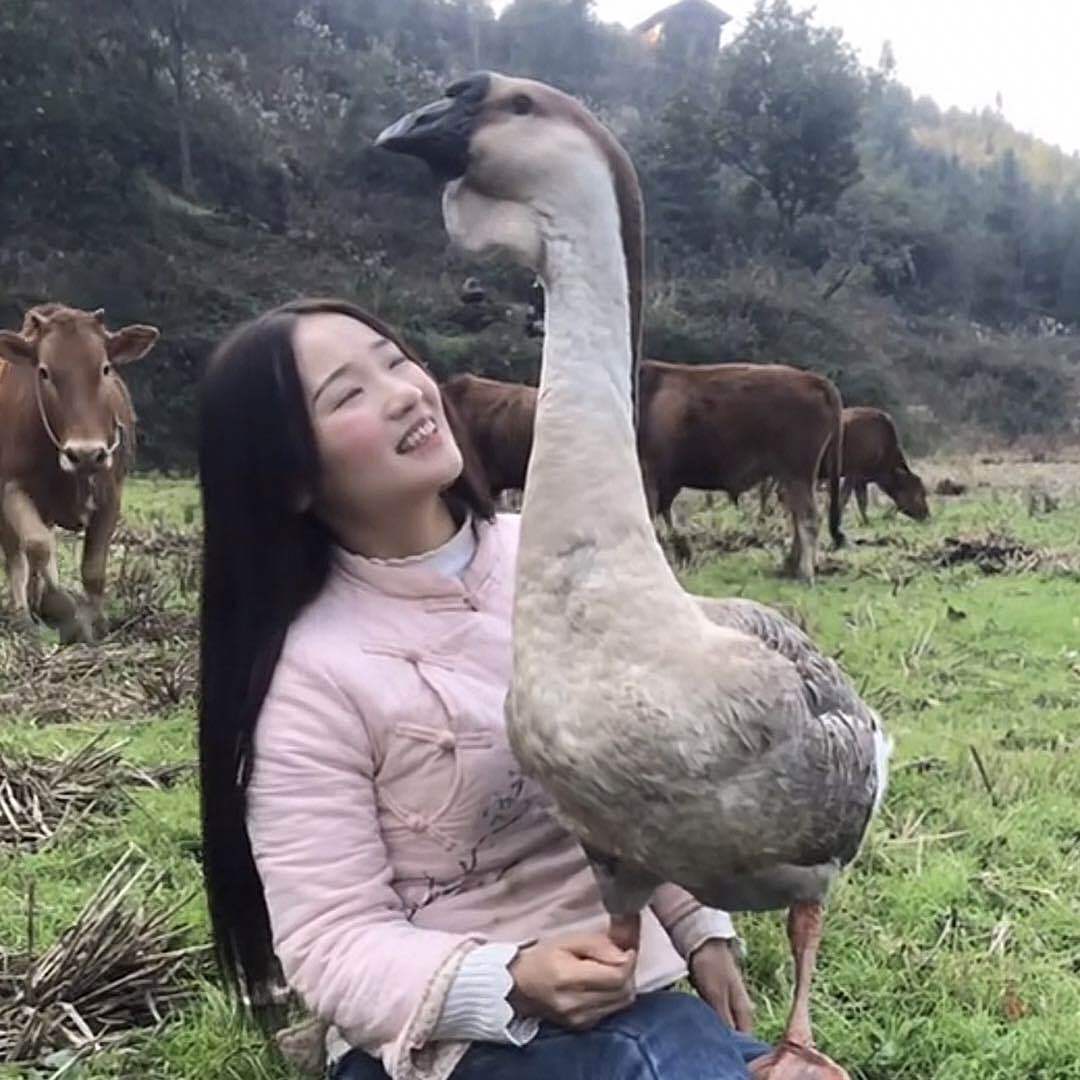 莲妹妹跟大鹅卖山货