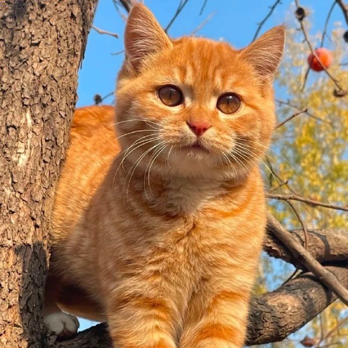 我的小猫大橘