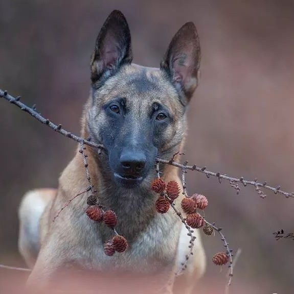 阿飛訓(xùn)犬吖