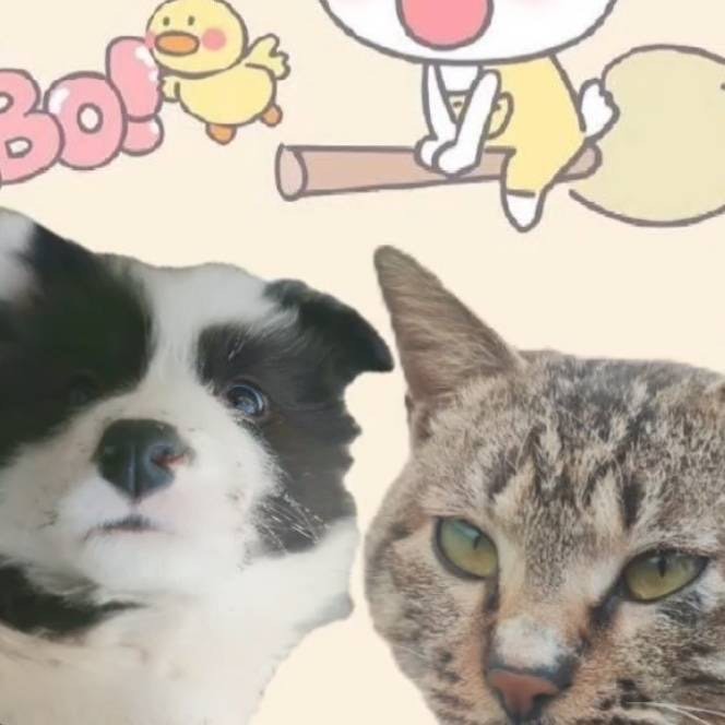 会拉车的猫师傅