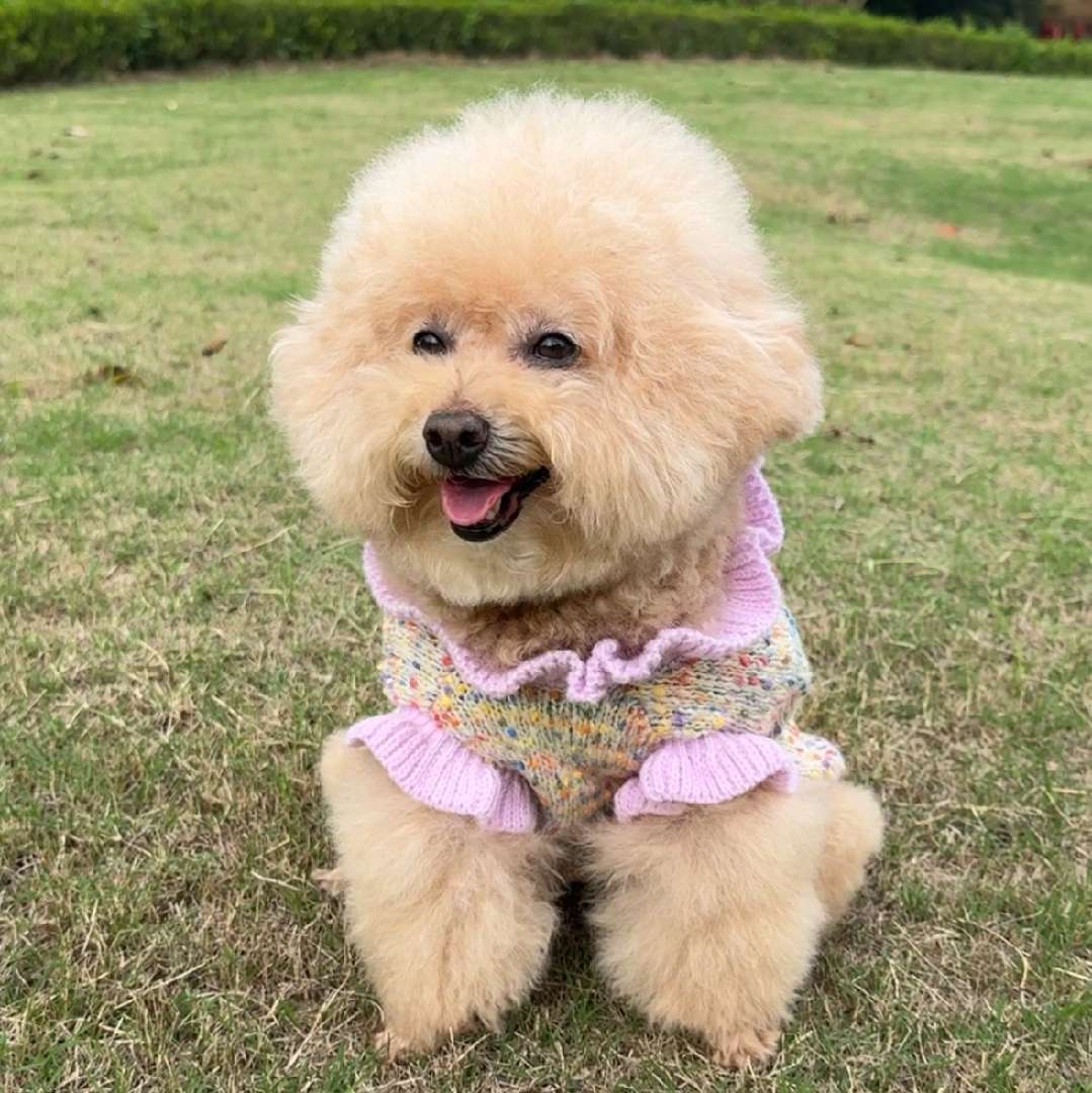 肉肉是个胖泰迪