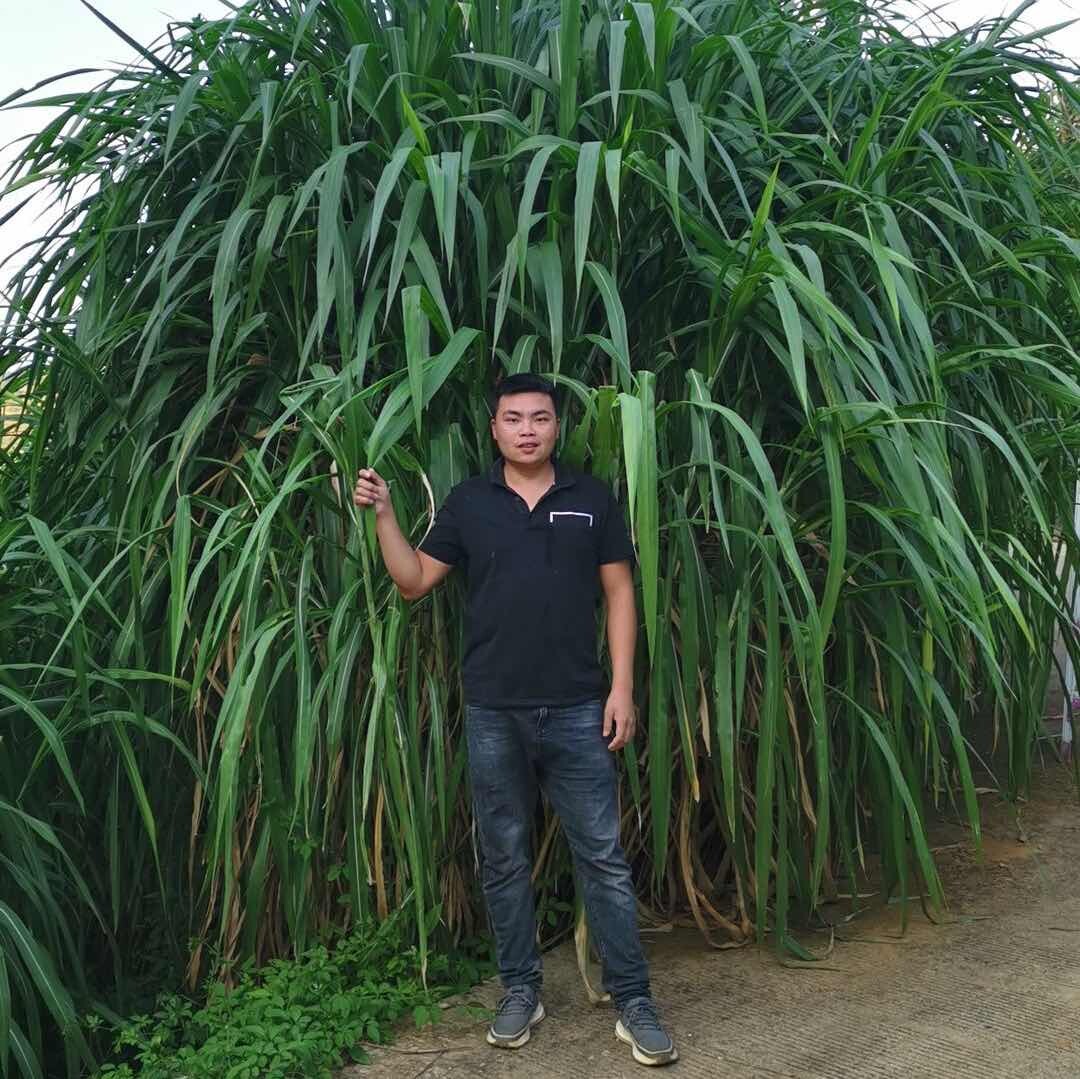 杰哥励志牧草万家