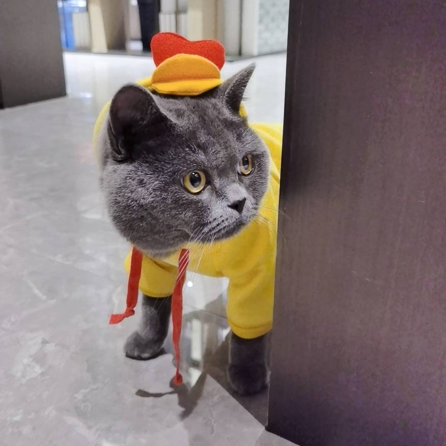 团团是头小灰喵