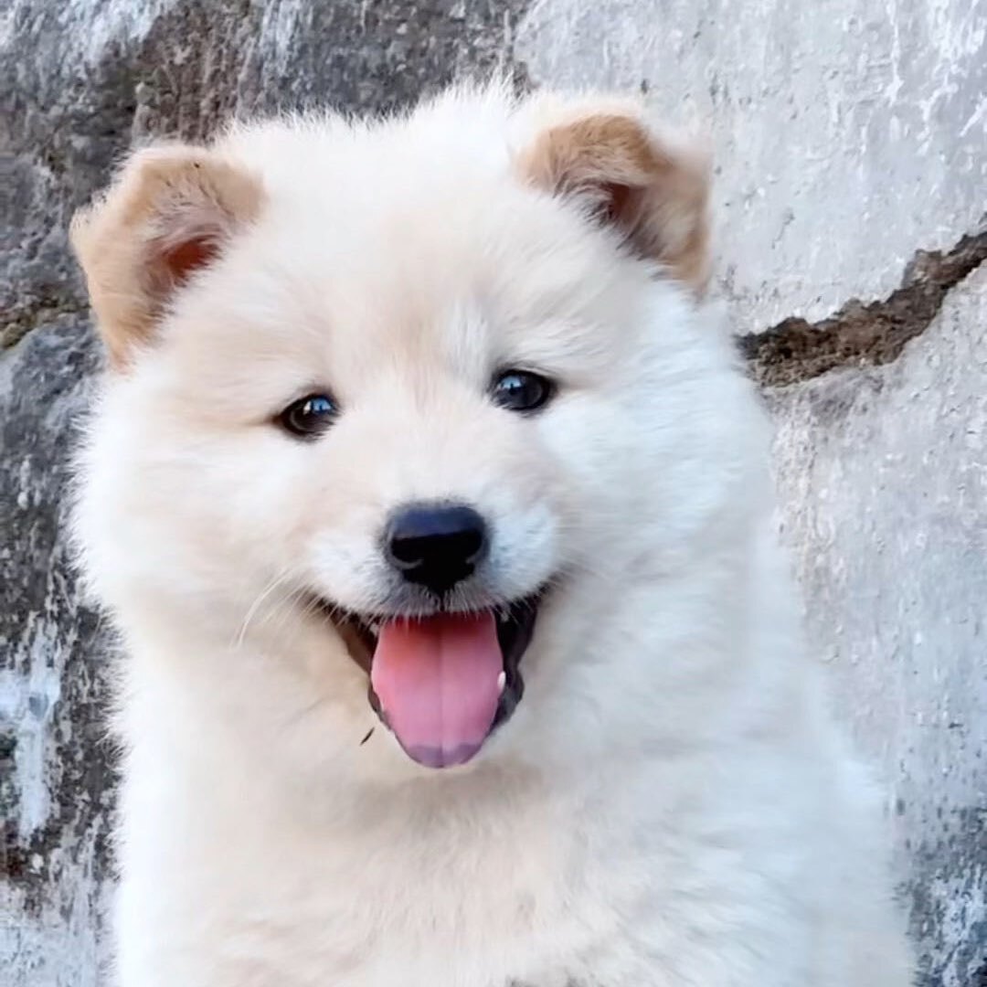 田园犬之家258