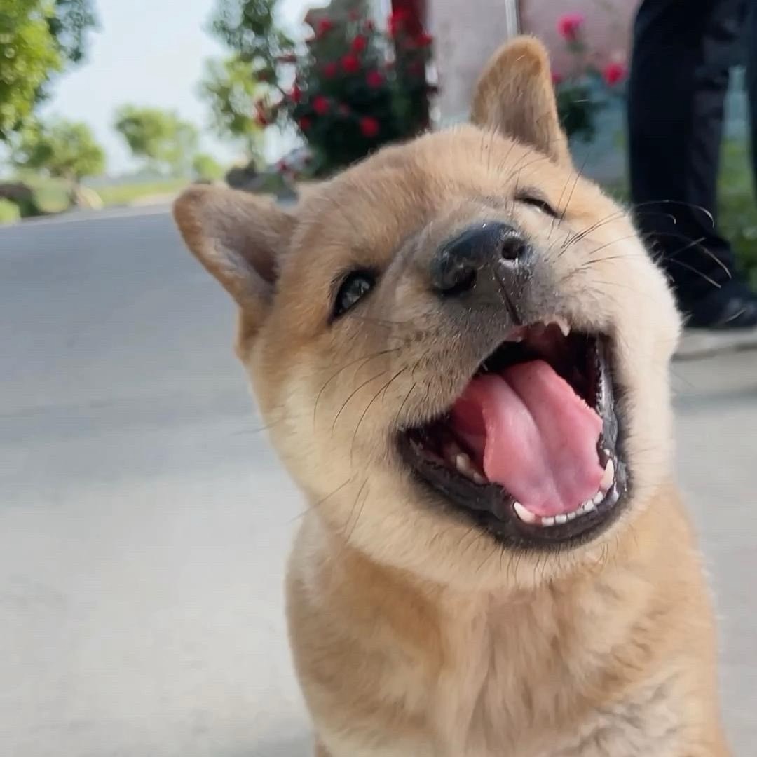 田园犬小五