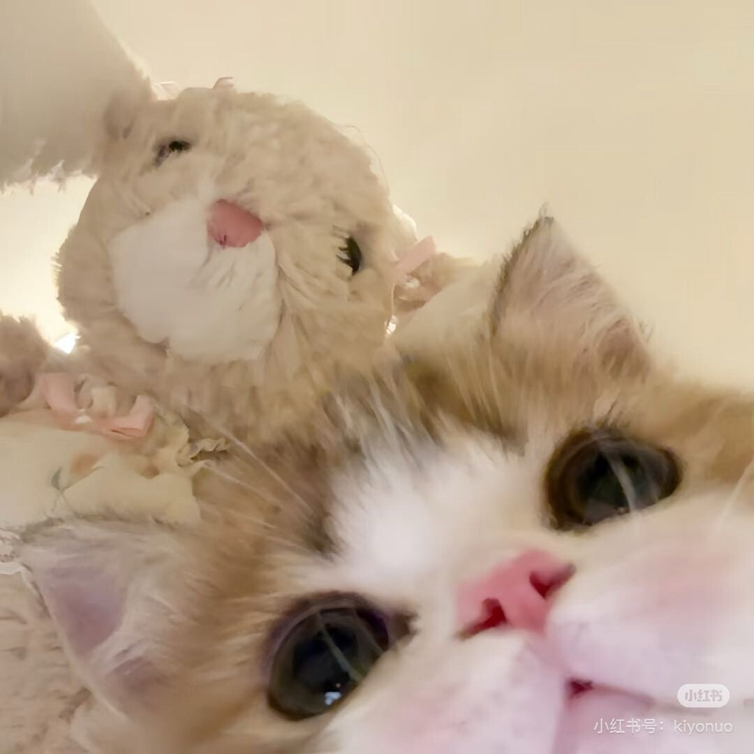 小南南不吃芹菜