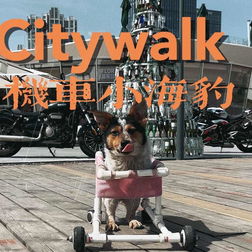 会开车的小海豹