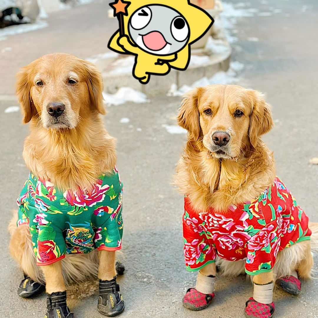 金毛珠珠小话痨