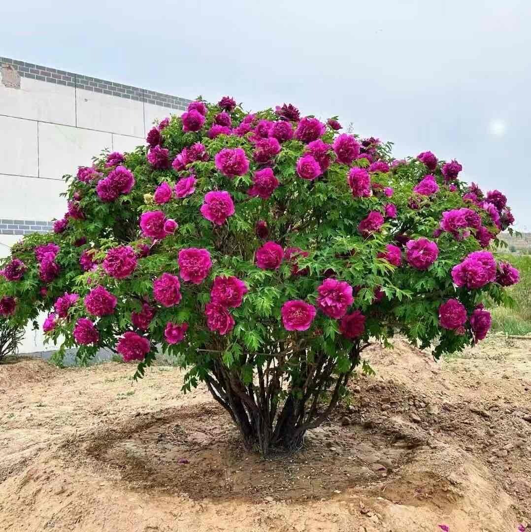 甘肃紫斑牡丹马成